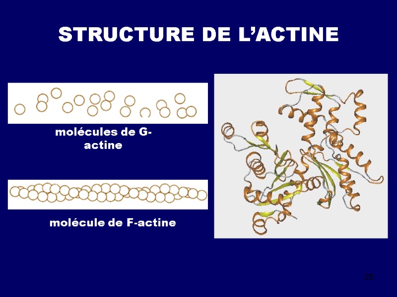 20 STRUCTURE DE L’ACTINE molécules de G-actine molécule de F-actine
